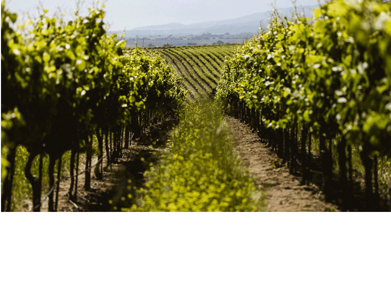 Gary Farrell Certified Winery Photo 