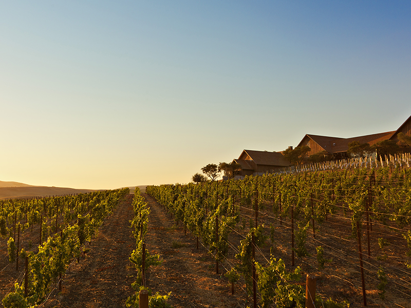 Ram's Gate Winery Photo