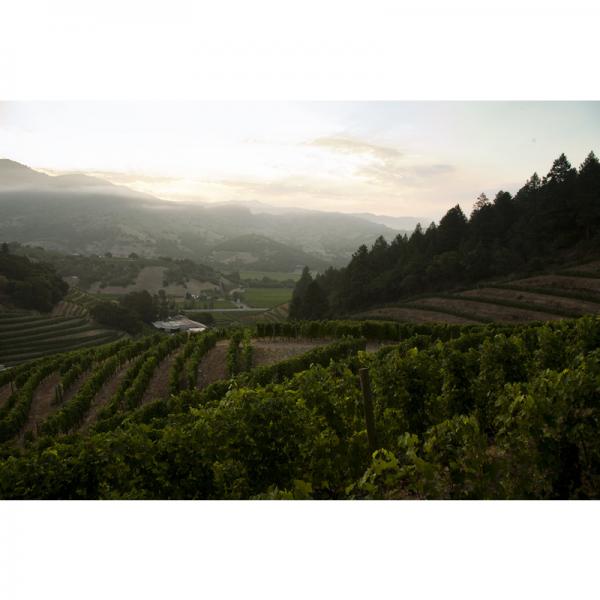 Pine Ridge Winery Photo