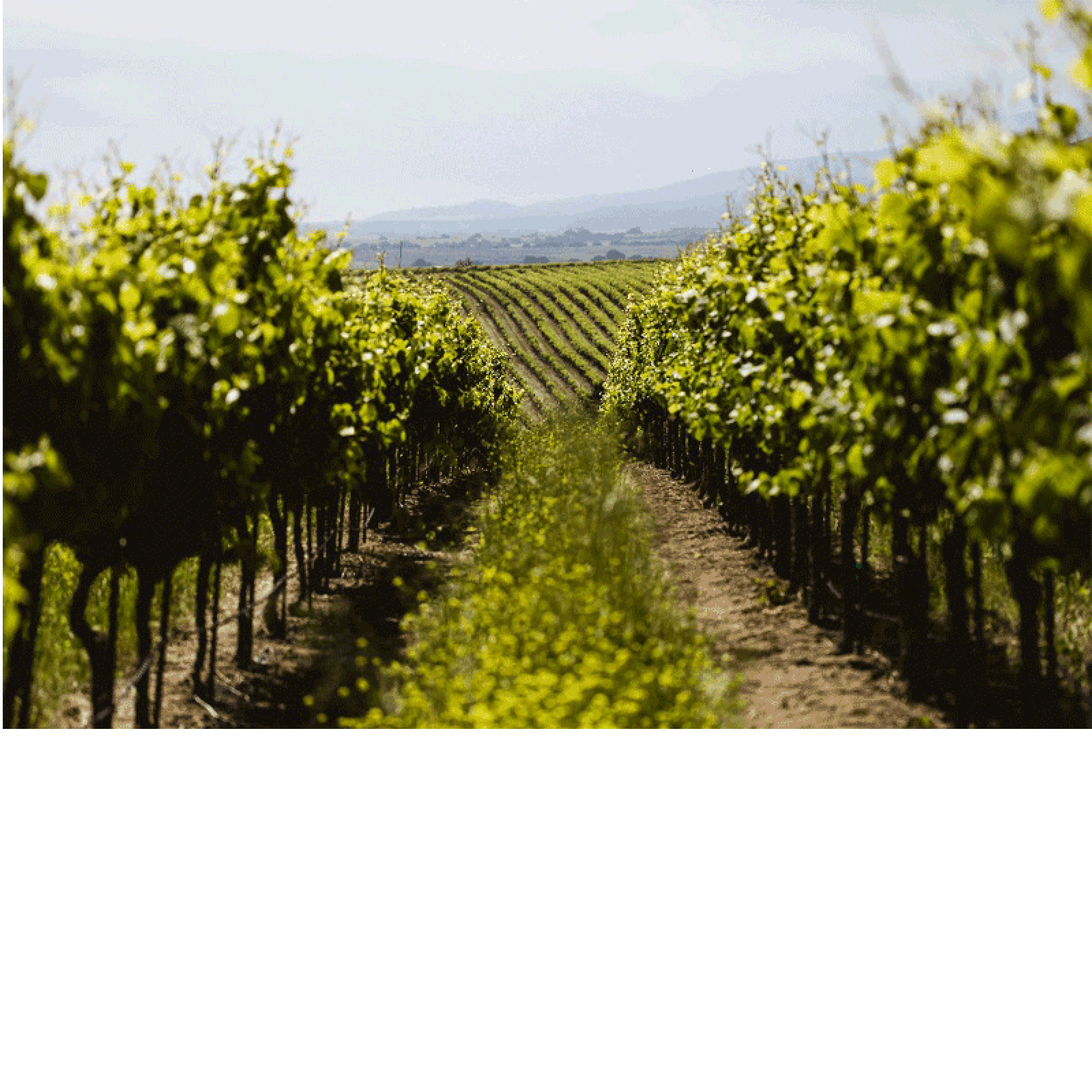 Gary Farrell Certified Winery Photo