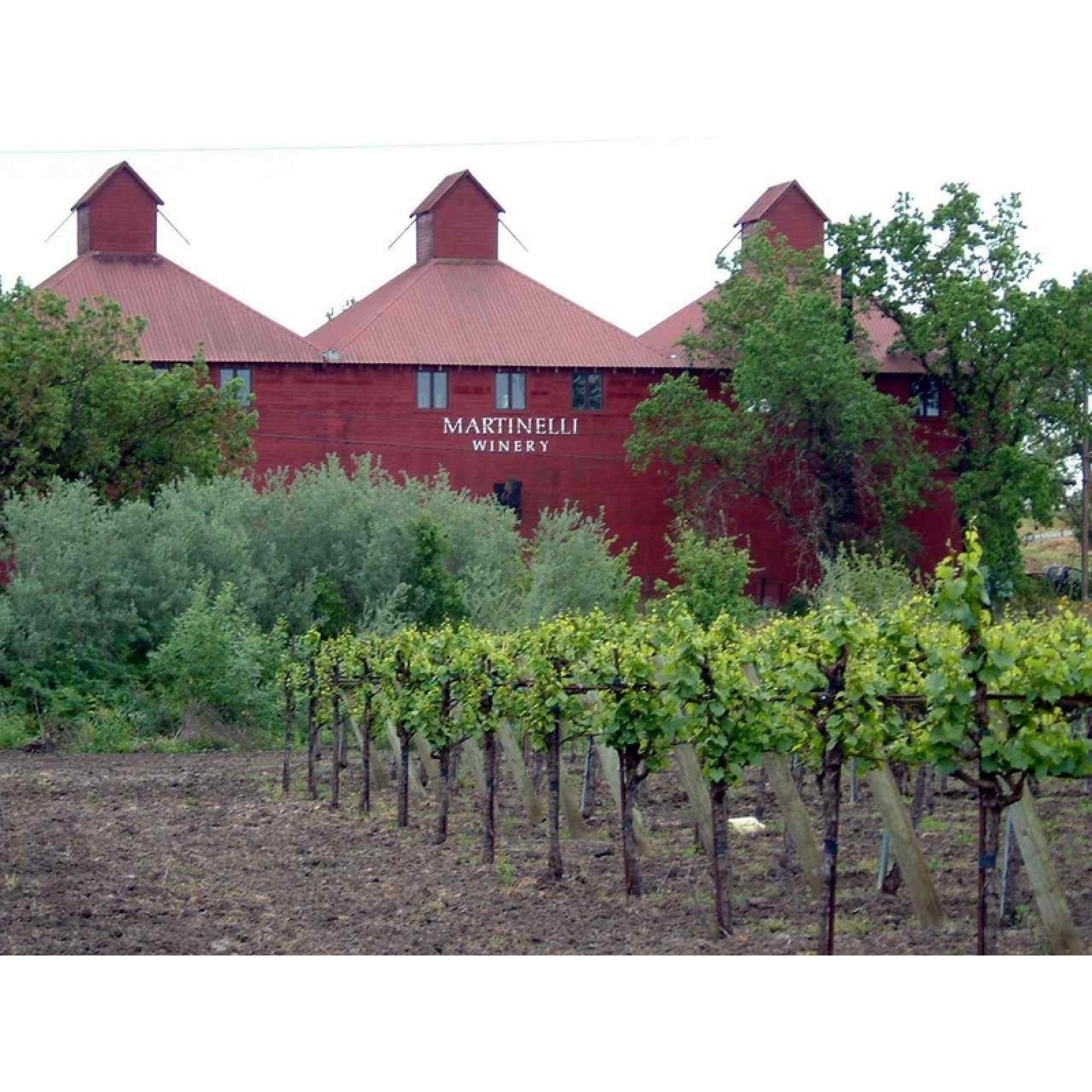 Martinelli Winery Photo