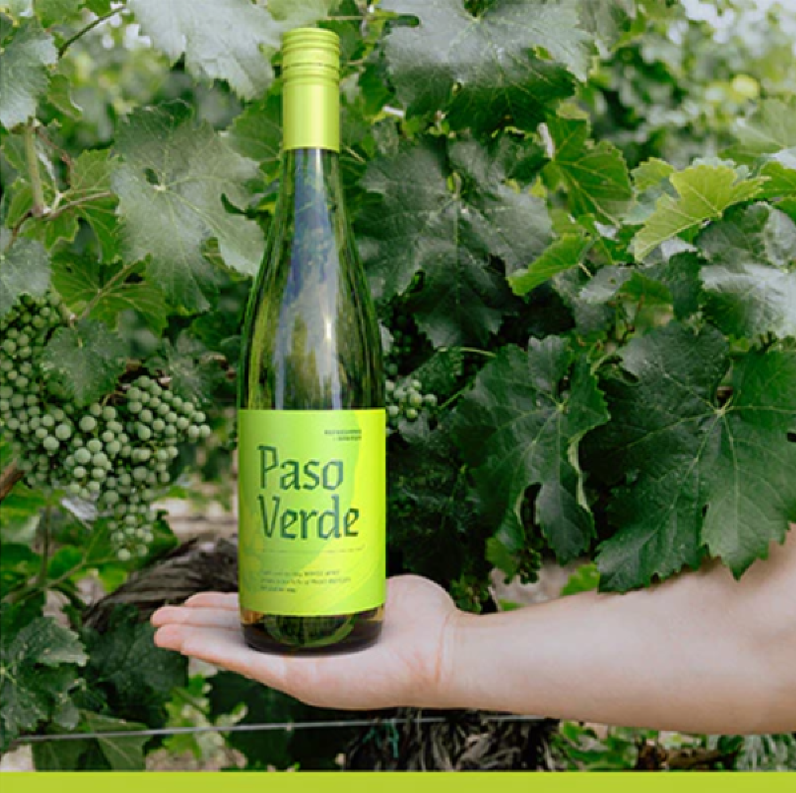 Paso Verde Bottle with grapevines